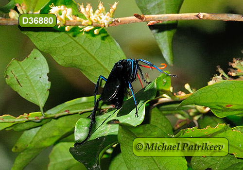 Giant Spider-hunting Wasp (Pepsis inclyta)